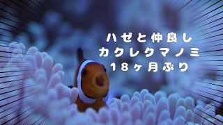 【アクアリウムNo.1】カクレクマノミペアとサンゴイソギンチャク