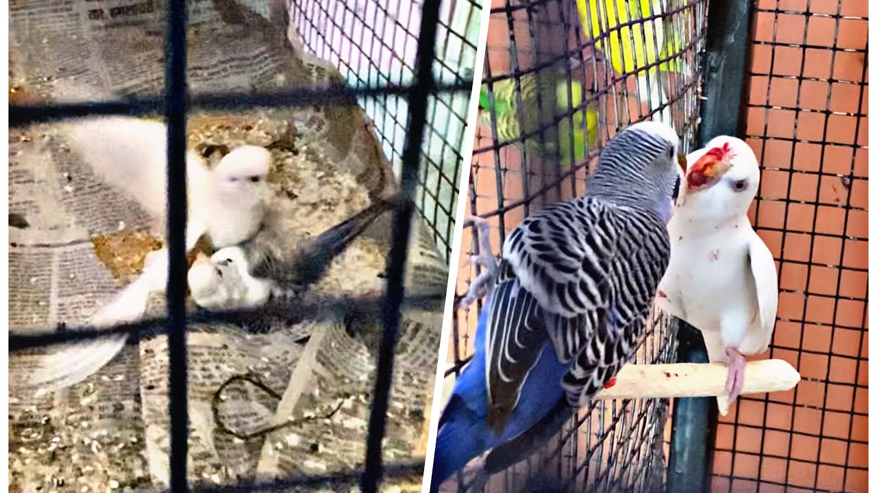 Budgies Fight Dangerous Bleeding Out 😱😱 Budgies ki Ladayi YouTube
