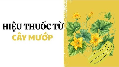 Những lợi ích tuyệt vời đến từ cây mướp | Thảo Dược THAPHACO