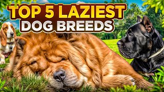 Top 5 Laziest Dog Breeds You’ll Want to Cuddle With! #LaziestDogBreeds #CuddleDogs #SleepyDogs Top 5 Laziest Dog Breeds You’ll Want to Cuddle With! #LaziestDogBreeds #CuddleDogs #SleepyDogs