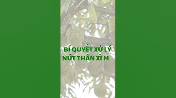 Tiết lộ cách pha thuốc và thao tác quét vết nứt thân, xì mủ trên cây sầu riêng #bvtv #saurieng