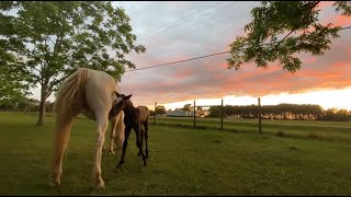 Trouper Turns Two Year Old on 4/20 | Birthday Update 2022 for our Colt at Family Orchard Farms