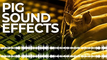 pig sound effects in HD