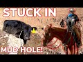 Saving Calf Stuck In Mud Hole: Vlog #9