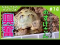 野菜盛りとリクガメフードに大興奮