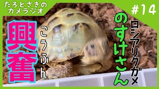 野菜盛りとリクガメフードに大興奮