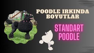 Poodle Irkında Boyutlar : Standart Poodle