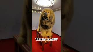هكذا يبدو كلب الماستيف التيبتي واللذي يُعتبر أضخم أنواع الكلاب في العالم وأغلاها