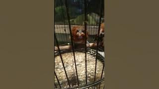 anakan burung cucak kopi/kopikopi