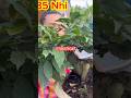 Nhị Ngọc toàn #maivangcothu #bonsai #bonsaitree
