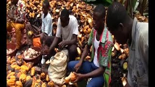 Côte d'Ivoire/Agriculture: Ces prix qui soulagent les producteurs de Cacao