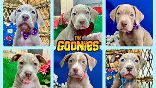 Meet the GOONIES litter! π΄ββ οΈ β₯οΈ