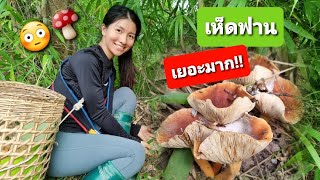 EP.43 หาเห็ดฟานที่สวน เยอะมาก!!! 🍄🍄 #วิถีบนดอย #ฤดูฝน🌧