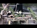 良月♪渝貝♪渝宝②Liang Yue・Yu Bei・Yu Bao at Chongqing Zoo(12/14/2018)