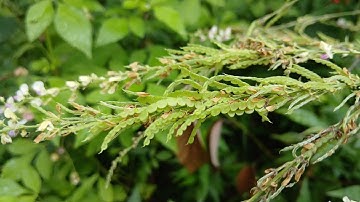 Chữa phù thũng trị thương rắn cắn. Cây thóc lép. Rất hay! Thảo Dược Việt Nam 