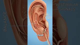 What Happens When You Eat Raw Ginger