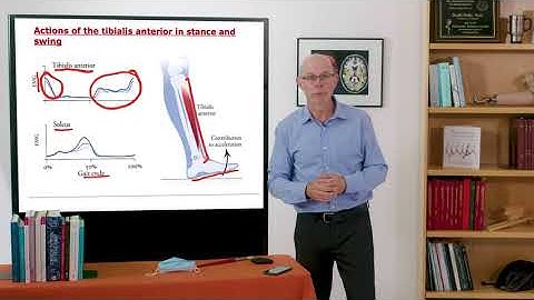 Biomechanics of Movement | Lecture 11.2: Muscle Coordination During Stance