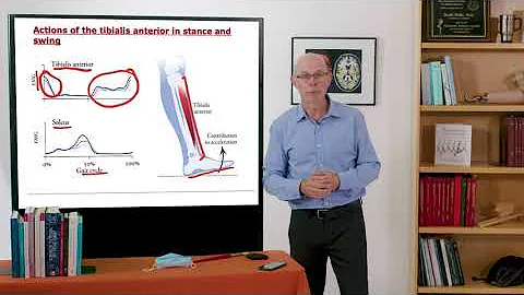 Biomechanics of Movement | Lecture 11.2: Muscle Coordination During Stance