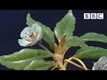 Magical faberge flower valued at 1 million  antiques roadshow  bbc one