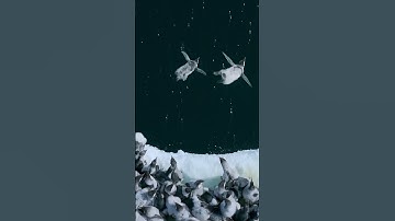 The #leapoffaith. Much like the first #forwardloop #amazingnature #emperorpenguin @natgeo