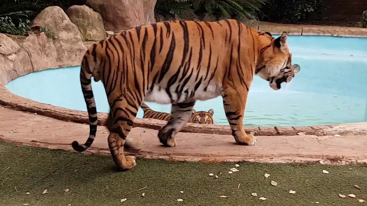 vlogs in spanish I have no idea what to call this video !