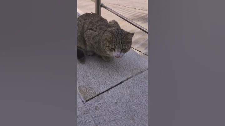 Watch the video about Persian Cat Cute