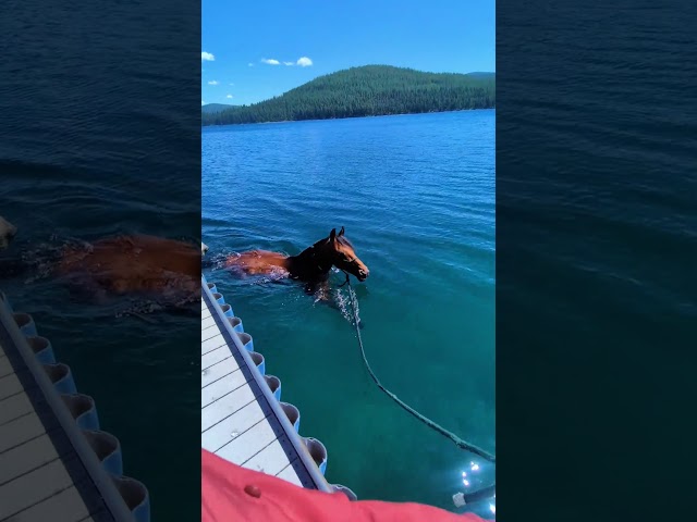 Helping horses swim by doing