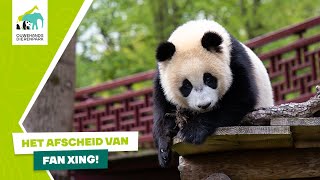 🐼 DAG FAN XING! | Het vertrek van de jonge reuzenpanda