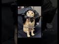 will you help me hide it?#cat #funny #hellokitty #memes #funnymemes#kitten#cat#cute #foryou#fyp#pets