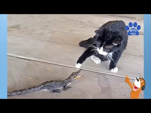 GATINHOS E OS ANIMAIS MAIS ENGRAÇADOS - CÃES E GATOS 2021 - 🐕 ANIMAIS  FOFOS #05 