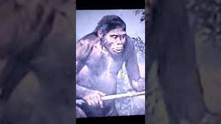 El Origen del Hombre Homo Erectus