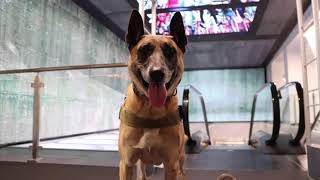 Rocky does Vegas part two. Dog Roadtrip! 2018 Malinois by MasterPaw 5,626 views 5 years ago 5 minutes, 18 seconds