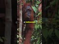 Explore Indonesia Like A Pro From Bali To Borneo IndonesiaTravel Explore Indonesia Like A Pro From Bali To Borneo IndonesiaTravel