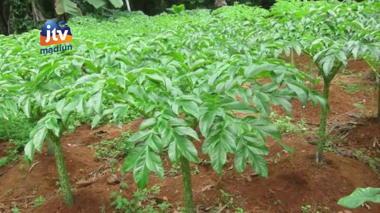 madiun - 100 ribu perkilo, porang semakin menggiurkan petani