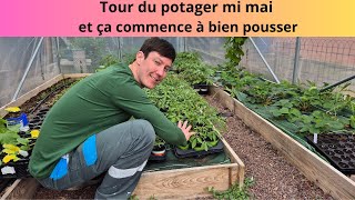 Tour du potager début mai et ça commence à bien pousser