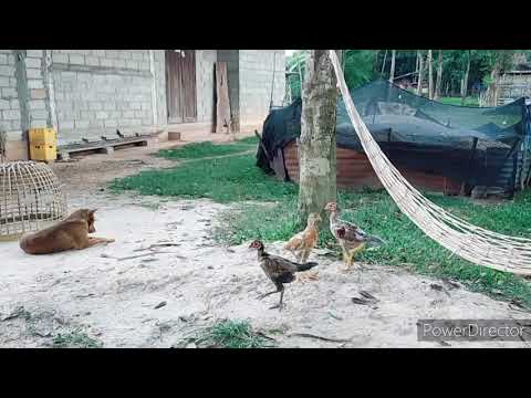 Video: Lub Vaj Zaub Ntawm Windowsill