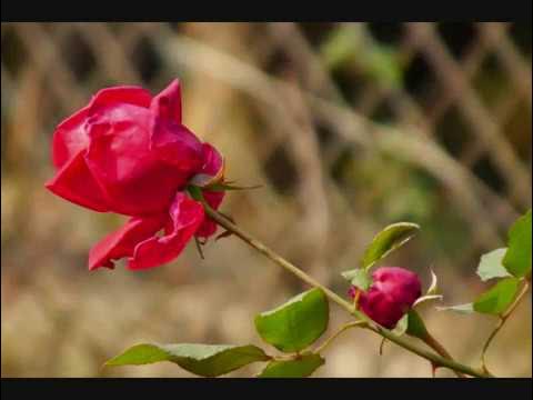 Sunte hain k mil jati hai jagjit singh chitra Singh YouTube Sunte hain k mil jati hai jagjit singh chitra Singh YouTube