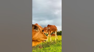 Suara sapi memanggil kawan/suara sapi memanggil teman, sound cow baby, #sapilucu #animals #reels