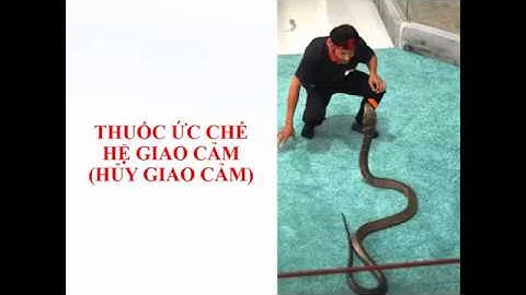 Dược lý 1 - B5.2 - Thần kinh thực vật - Drugs Affecting The Autonomic Nervous System