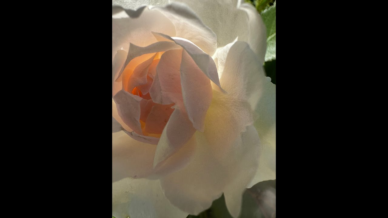 The Resurection Song and Lyrics | Photography | MUSIC video| Artist: Eliana Mackley