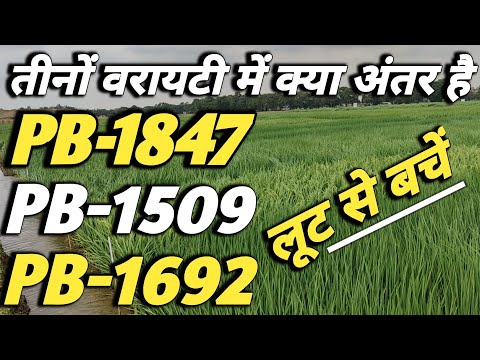 pusa basmati 1847