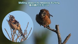 2023 08 06 Meadow Bunting - Molting season
