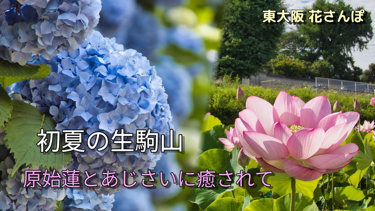 東大阪の花風景がすごい】生駒山 原始蓮とぬかた園地のあじさい園を