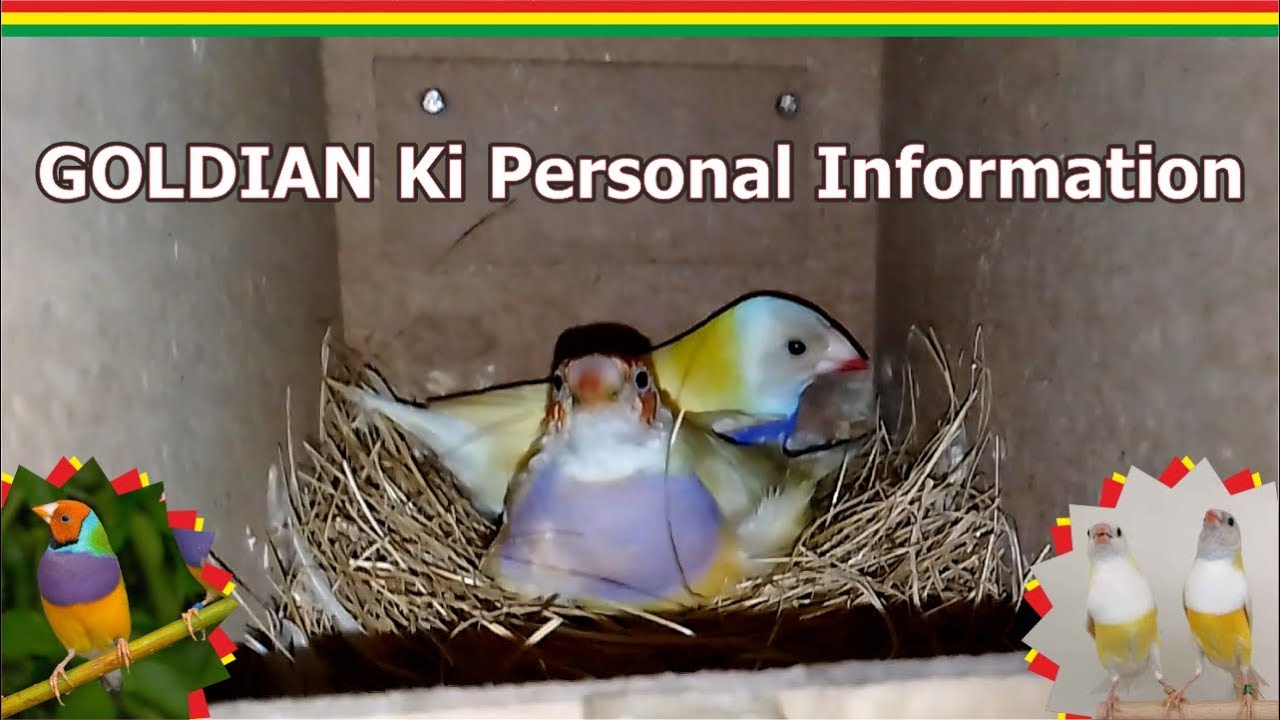 Goldian Finch  Ki Personal Information        Goldian | FInch | Bengales