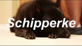 About the Schipperke dog breed #animals