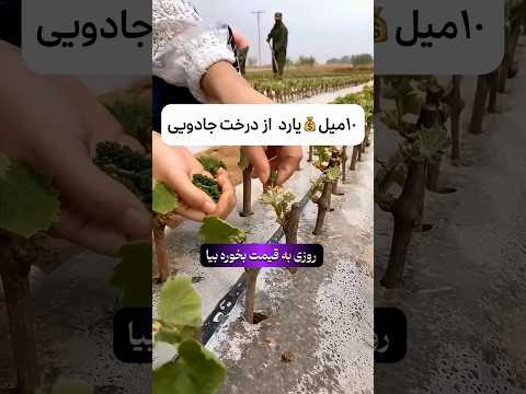 درآمد ۱۰ میلیاردی از کاشت این درخت جادویی درخت اقای شغل صنوبر کاشت درخت چوب کاشت