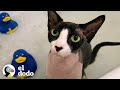 ¿Un gato que está obsesionado con el agua? | El Dodo