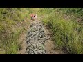 Amazing Natural Fishing in Raining Season 2020 - Searching & Catch Fish By Hands in Canal Near Farm