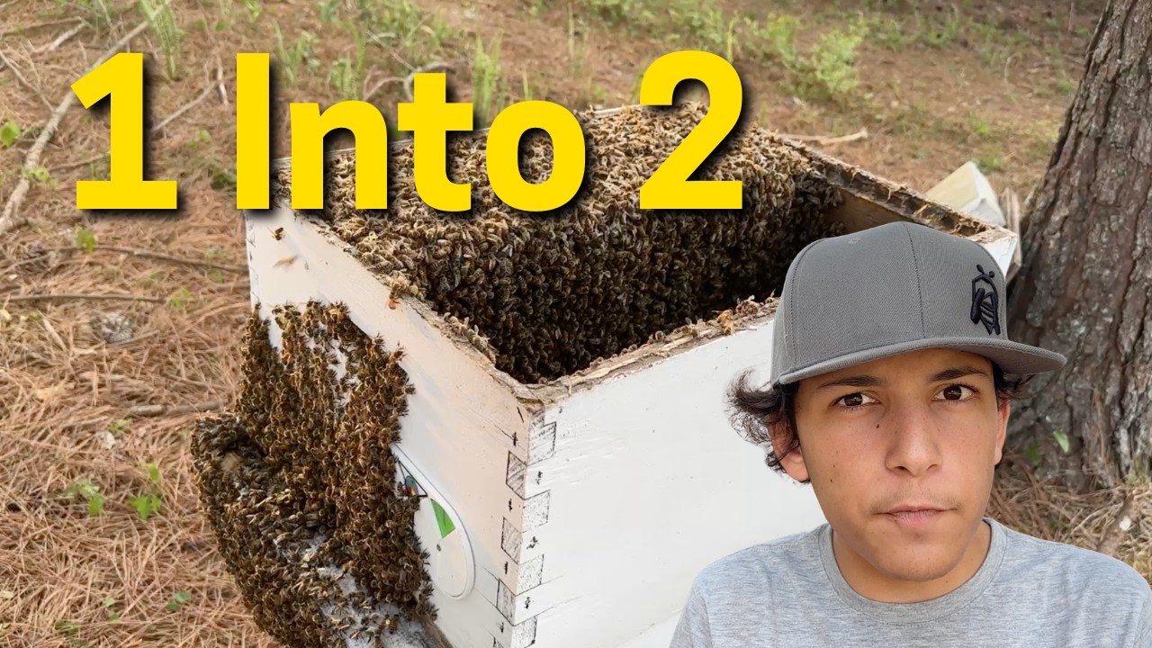2 Splits From 1 Colony (Beekeeping) - YouTube