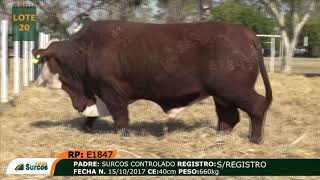 29 LOTE 20 E1847 mp4